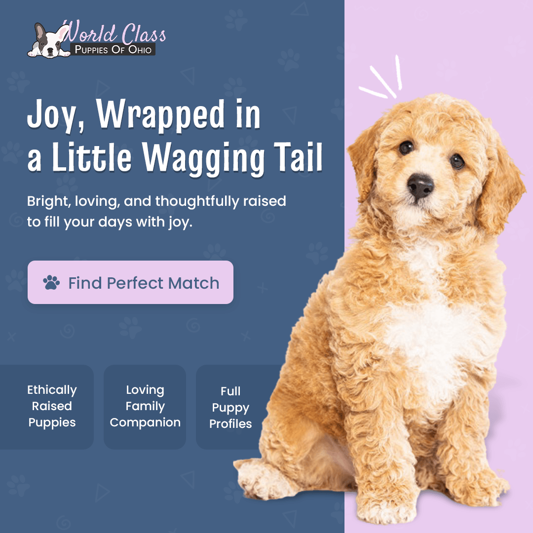 Fluffy golden doodle puppy